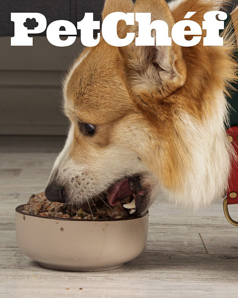 Айдентика и дизайн сайта Petchef